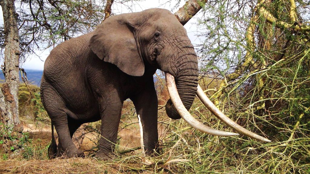 Legal Wildlife Traffic 10 Time More Than Illegal Traffic