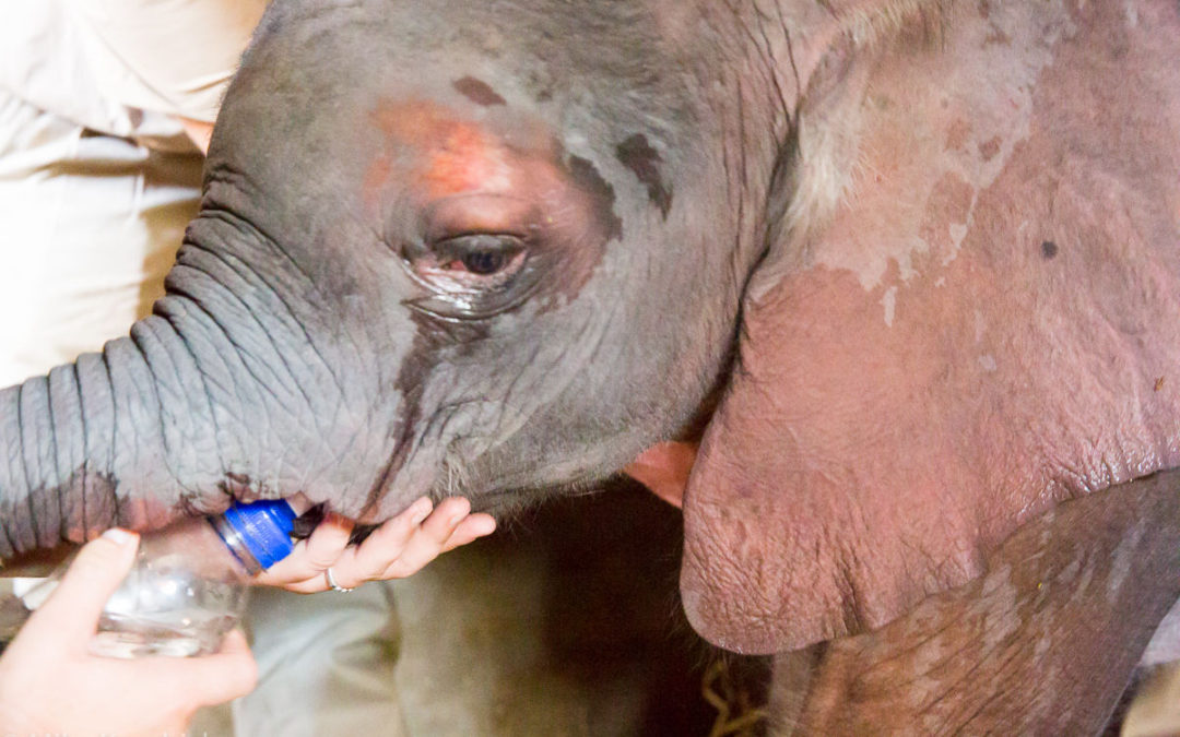 Anti-poaching lessons from Tanzania
